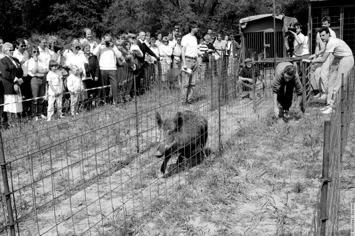 Schweinerennen
