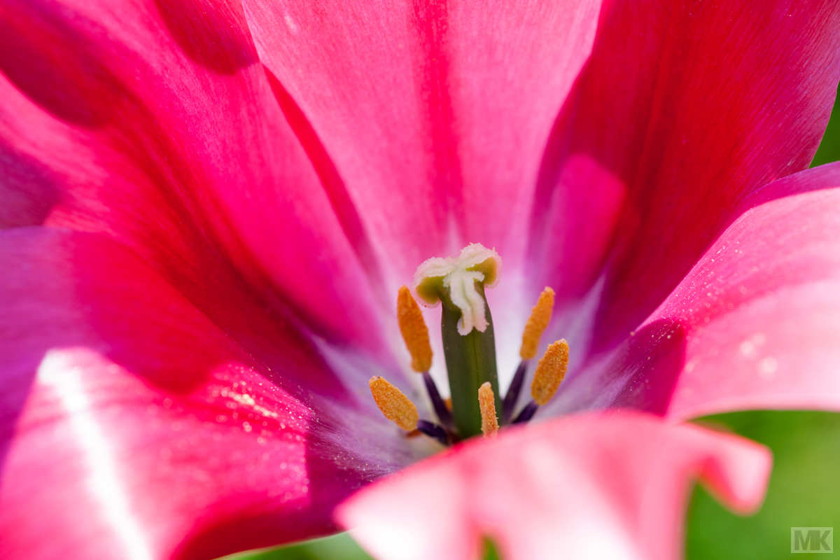 Tulpenblüte