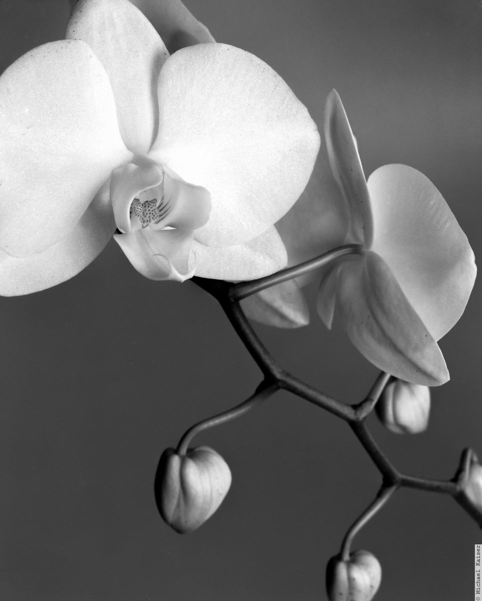 Orchidee